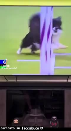 Gif Animata