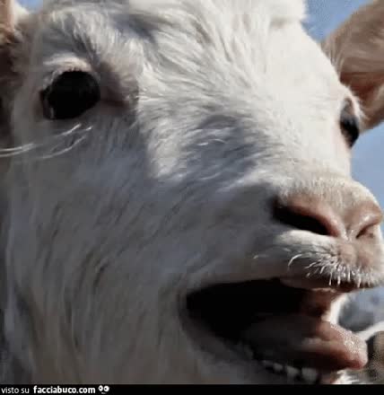 gif animata