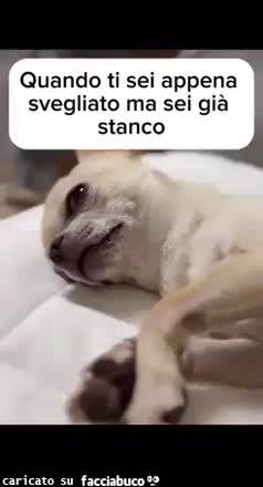 Quando ti sei appena svegliato ma sei già stanco cane