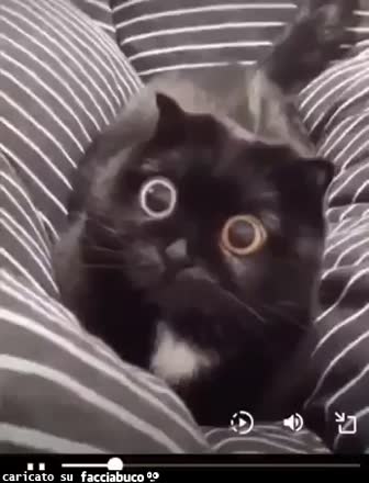 gif animata