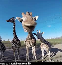 Gif Animata