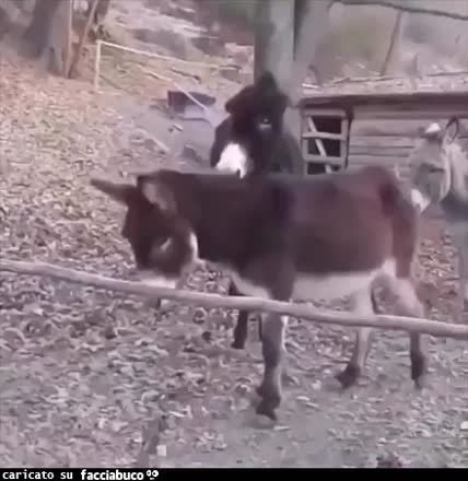 gif animata