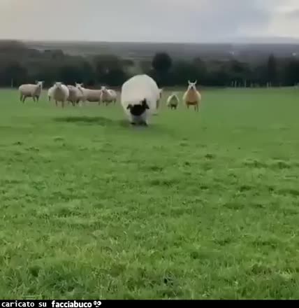 Gif Animata