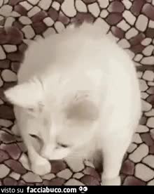 gif animata