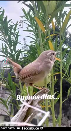 Gif Animata