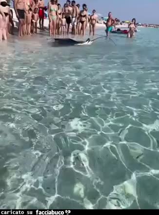Gif Animata