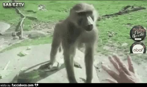 gif animata