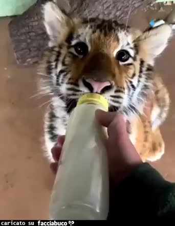 Gif Animata