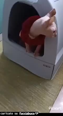 Gif Animata