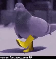 gif animata