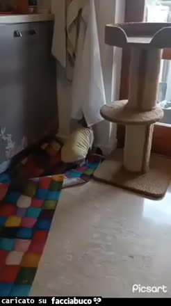Gif Animata