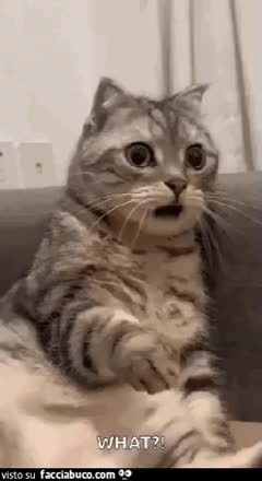 gif animata