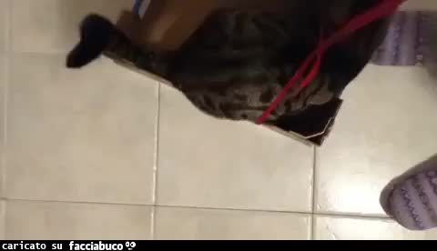 gif animata