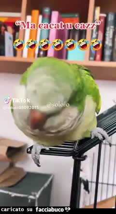 Gif Animata