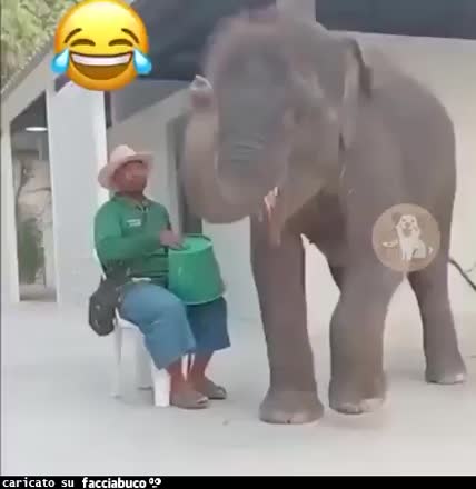 Gif Animata