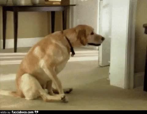 gif animata