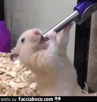 Gif Animata