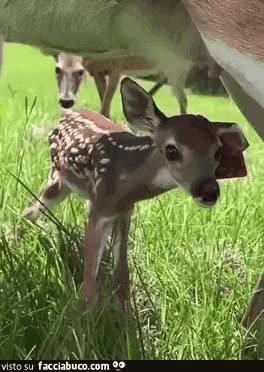 Gif Animata