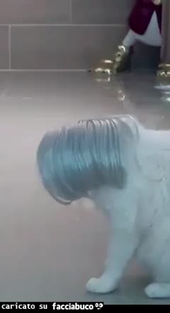 gif animata