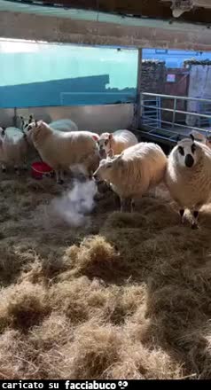 Gif Animata