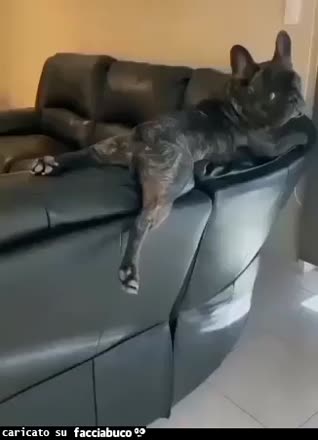 gif animata