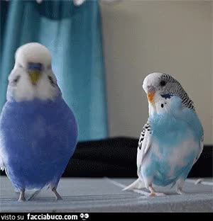 gif animata
