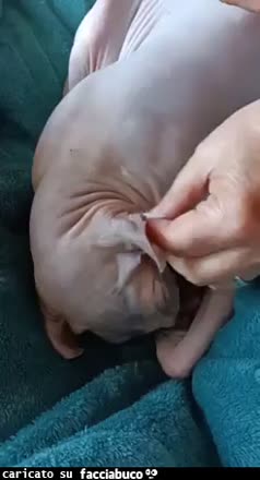Gif Animata