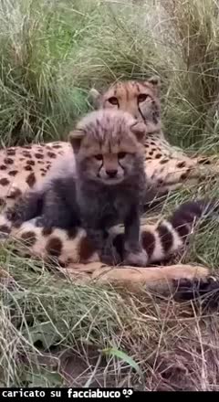 Gif Animata