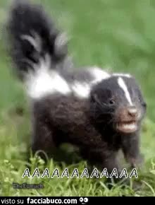 gif animata
