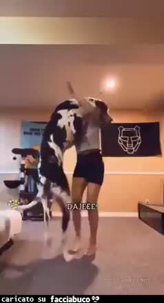 gif animata