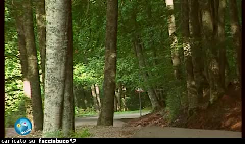 gif animata