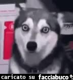 gif animata