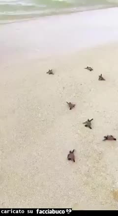 Gif Animata
