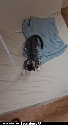 gif animata