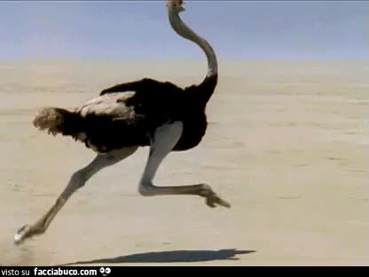 gif animata