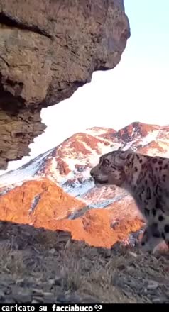 Gif Animata