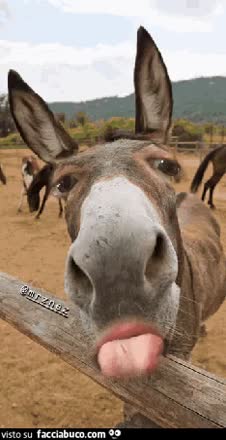 gif animata