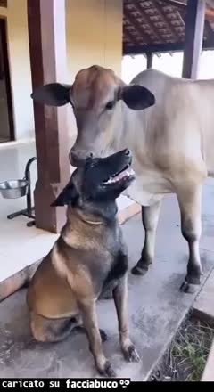 gif animata