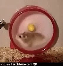 gif animata