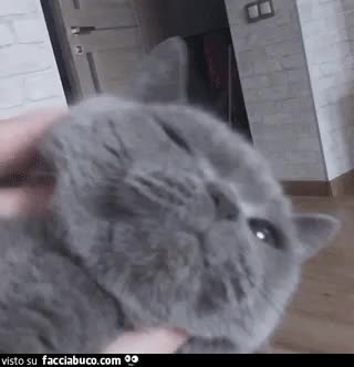 gif animata