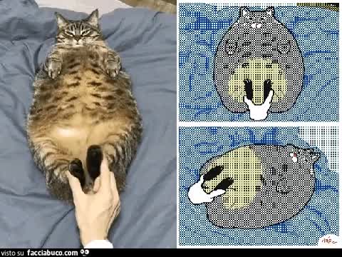 gif animata