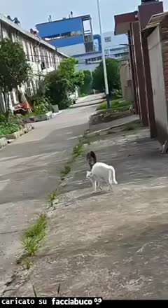Gif Animata