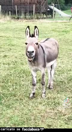 gif animata