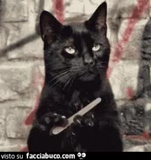 gif animata