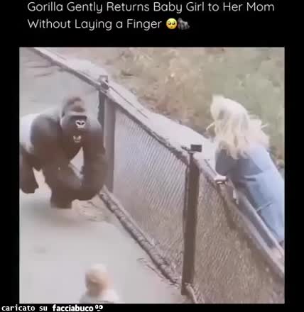 Gif Animata