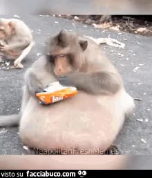 gif animata