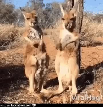 gif animata