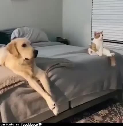 gif animata
