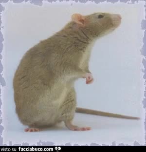 gif animata