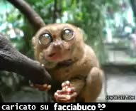 gif animata